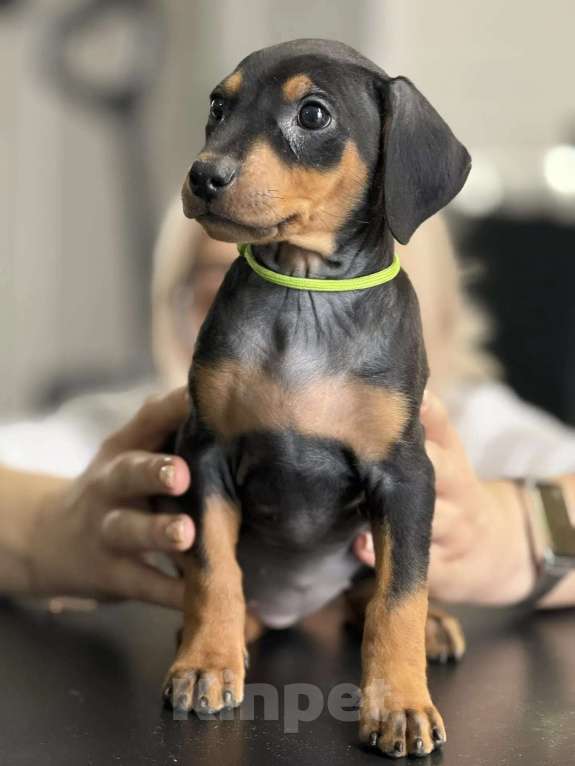 Собаки в других городах Московской области: Продажа щенков немецкого пинчера Мальчик, 64 000 руб. - фото 4