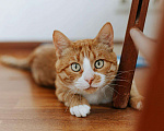 Кошки в Бологом: Кот Виконт, 55 руб. - фото 2