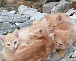 Кошки в Геленджике: Рыженькие котятки Девочка, 1 руб. - фото 1
