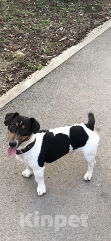 Собаки в Симферополе: Бадди Мальчик, Бесплатно - фото 2