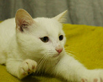 Кошки в Санкт-Петербурге: Беленький котёнок Мальчик, Бесплатно - фото 8