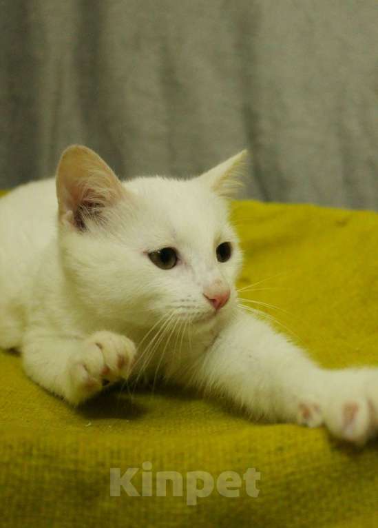 Кошки в Санкт-Петербурге: Беленький котёнок Мальчик, Бесплатно - фото 8