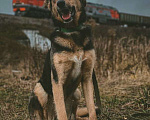 Собаки в Москве: Наала Девочка, Бесплатно - фото 2