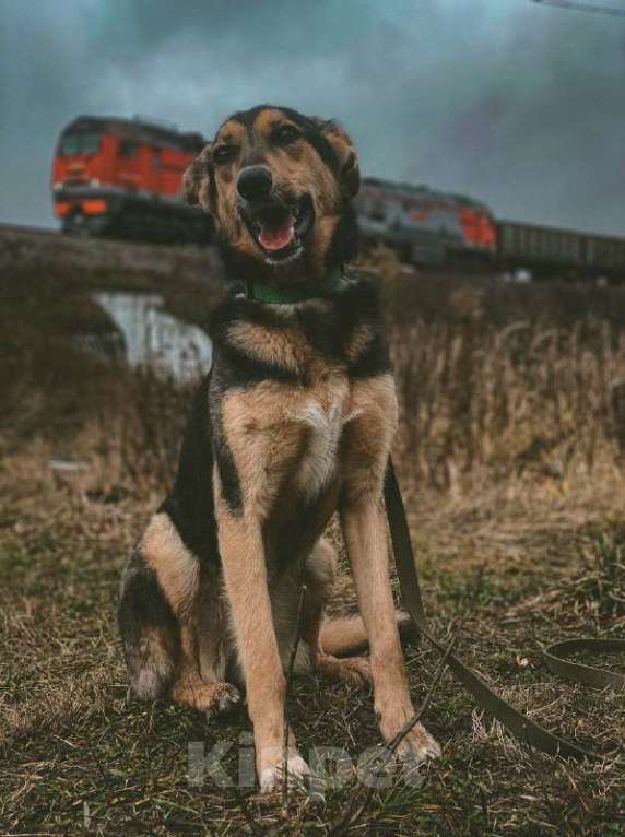 Собаки в Москве: Наала Девочка, Бесплатно - фото 2