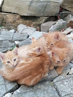 Объявление: Рыженькие котятки, 1 руб., Геленджик