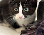 Кошки в Сосновом Бору: Котенок Мальчик, Бесплатно - фото 9