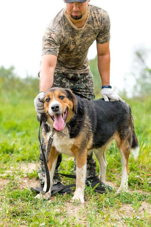 Собаки в Воскресенске: Большой Бим с большим сердцем в поисках дома! Мальчик, Бесплатно - фото 3