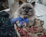 Кошки в других городах Самарской области: В добрые руки кот породы Невская маскарадная Мальчик, Бесплатно - фото 1