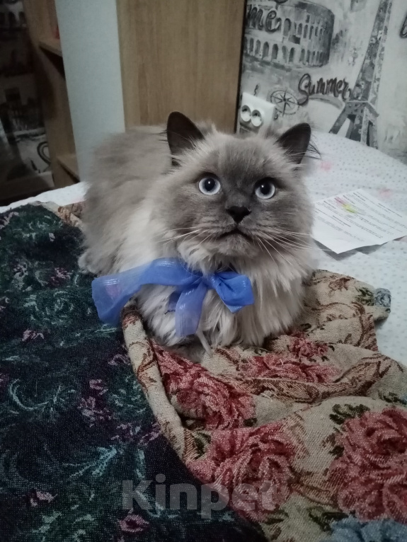 Кошки в других городах Самарской области: В добрые руки кот породы Невская маскарадная Мальчик, Бесплатно - фото 1