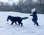 Собаки в других городах Московской области: Батлай ищет дом Мальчик, Бесплатно - фото 1