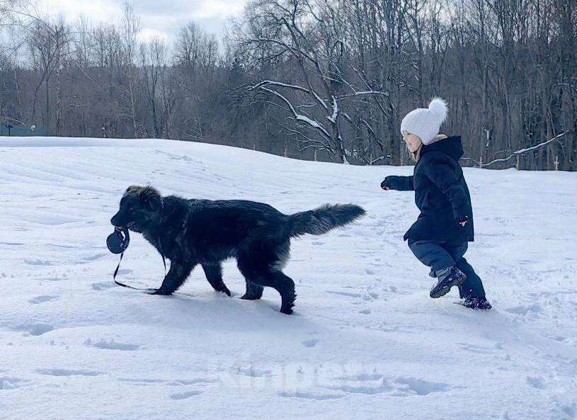 Собаки в других городах Московской области: Батлай ищет дом Мальчик, Бесплатно - фото 1