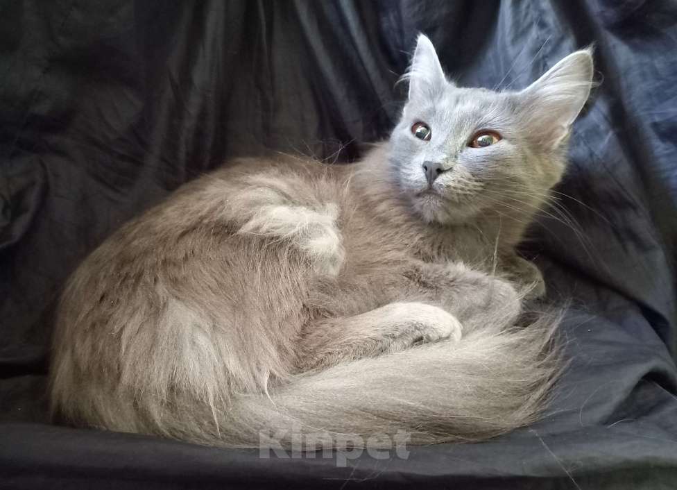 Кошки в Москве: ( Славочка )  Домашняя  кошечка  –  в  добрые  руки 💛 Девочка, Бесплатно - фото 1