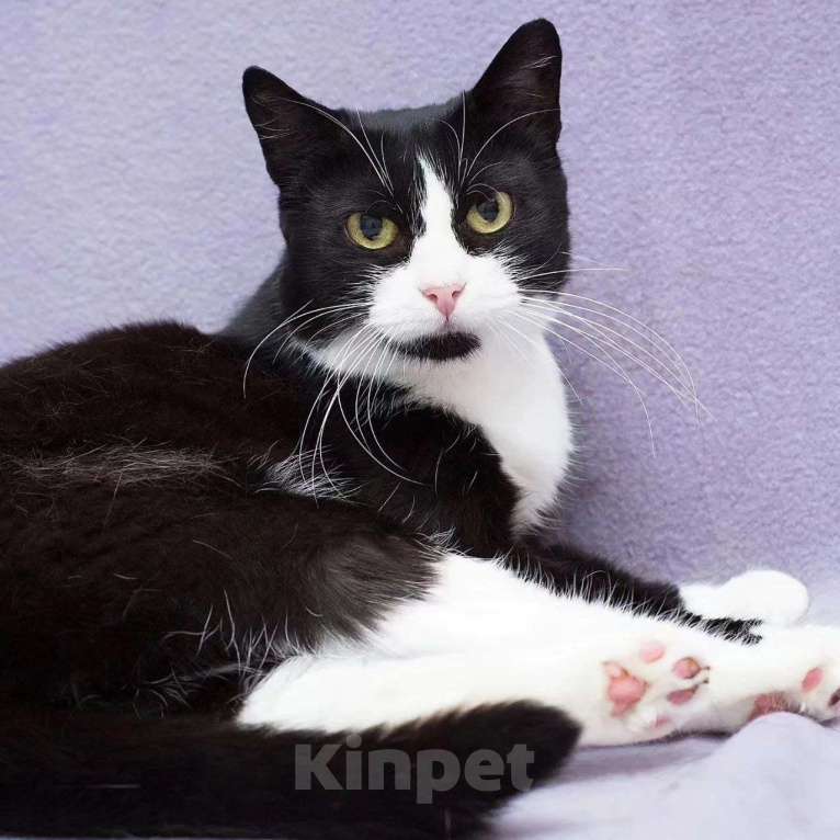 Кошки в Москве: Самая ласковая на свете кошечка грустит в боксе одна Девочка, Бесплатно - фото 4