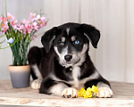 Собаки в Москве: Голубоглазые щенки от мамы лабрадора в добрые руки Девочка, Бесплатно - фото 10