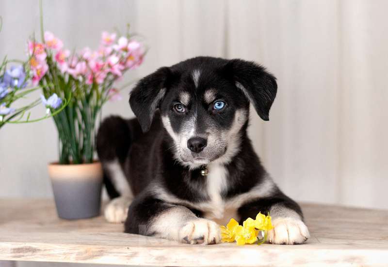 Собаки в Москве: Голубоглазые щенки от мамы лабрадора в добрые руки Девочка, Бесплатно - фото 10