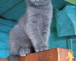 Кошки в Барнауле: Бесплатно Мальчик, Бесплатно - фото 1