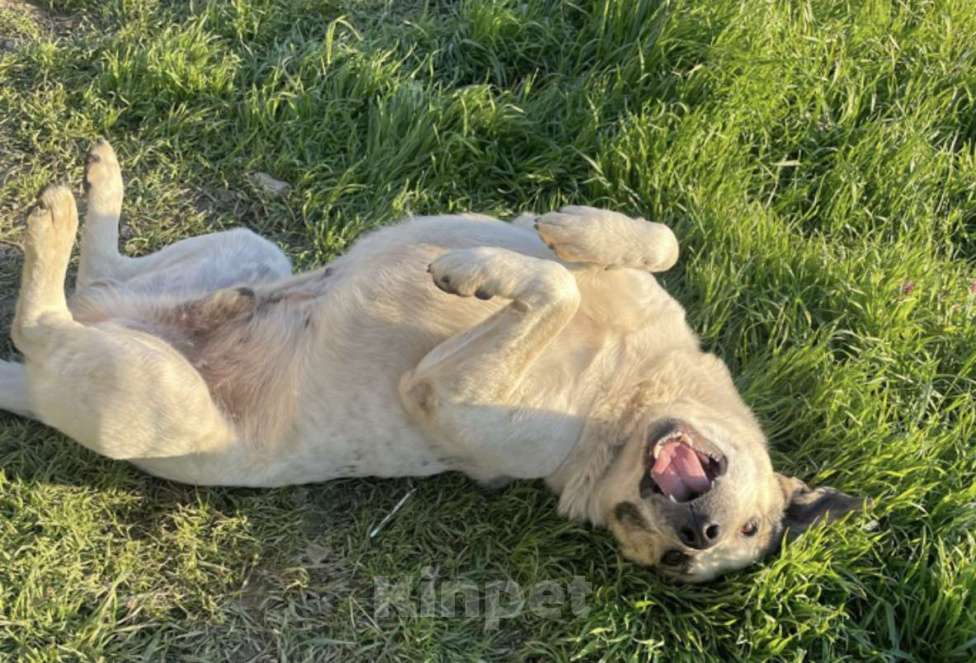 Собаки в Симферополе: Собака в дар )  Мальчик, Бесплатно - фото 3