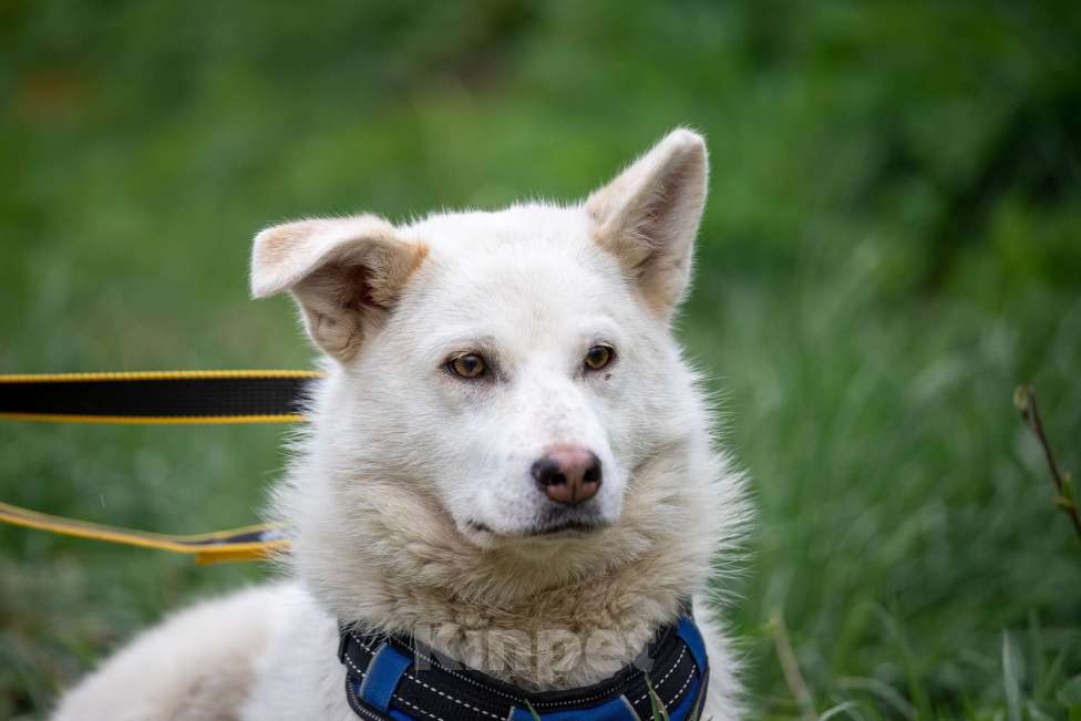 Собаки в Всеволожске: Белла 2 из приюта в добрые руки Девочка, Бесплатно - фото 3