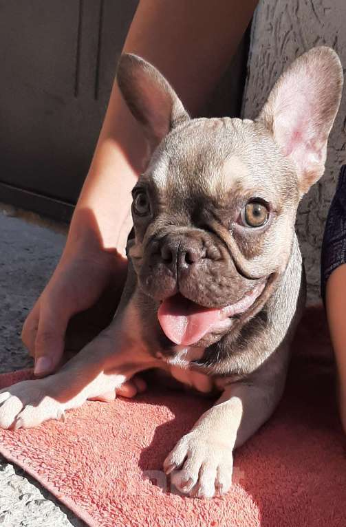Собаки в других городах Крыма: Продажа щенков французского бульдога  Девочка, 30 000 руб. - фото 2