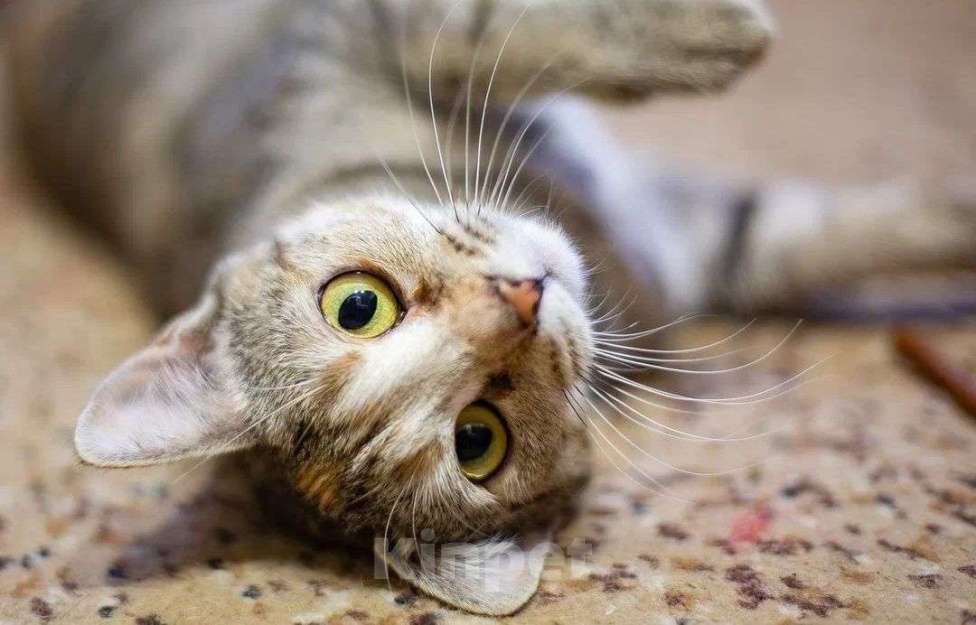 Кошки в Москве: Кошечка Анфиса в добрые руки Девочка, Бесплатно - фото 9