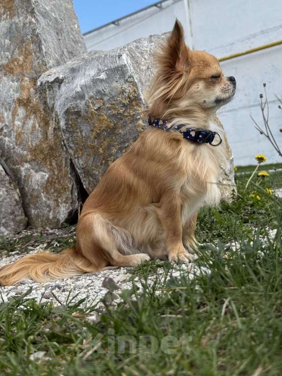 Собаки в Уфе: Очаровательные щенки длинношерстного чихуахуа — мальчики с документами Мальчик, 45 000 руб. - фото 10