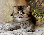 Кошки в Астрахани: Кошка Пегги Девочка, 30 000 руб. - фото 5