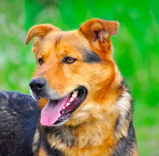 Собаки в Ярославле: Виндизель ждет Вас в приюте! Мальчик, Бесплатно - фото 3