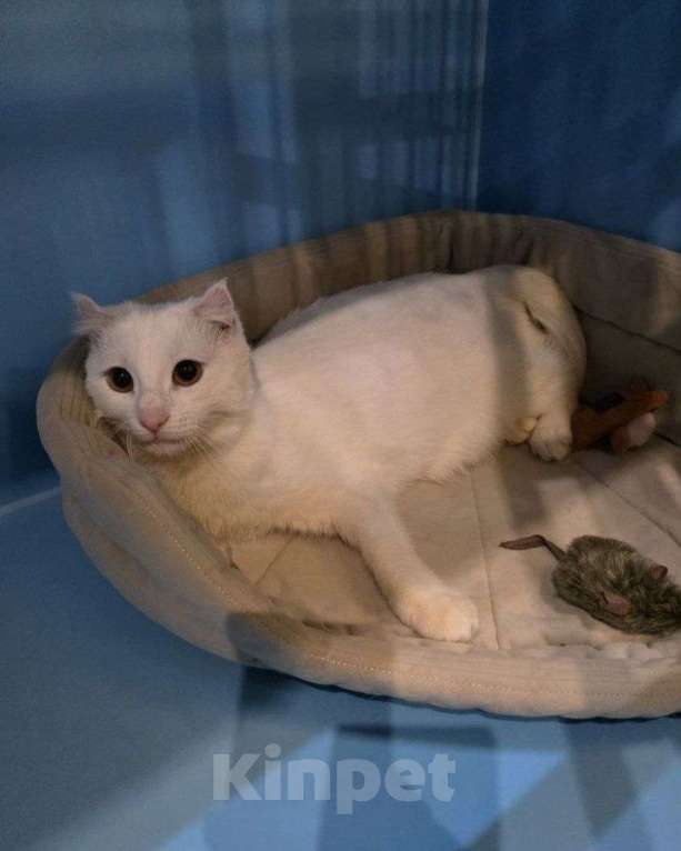 Кошки в Москве: Стюарт ищет дом Мальчик, Бесплатно - фото 1