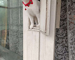 Кошки в Иваново: Пропал белый котик Мальчик, 1 000 руб. - фото 1