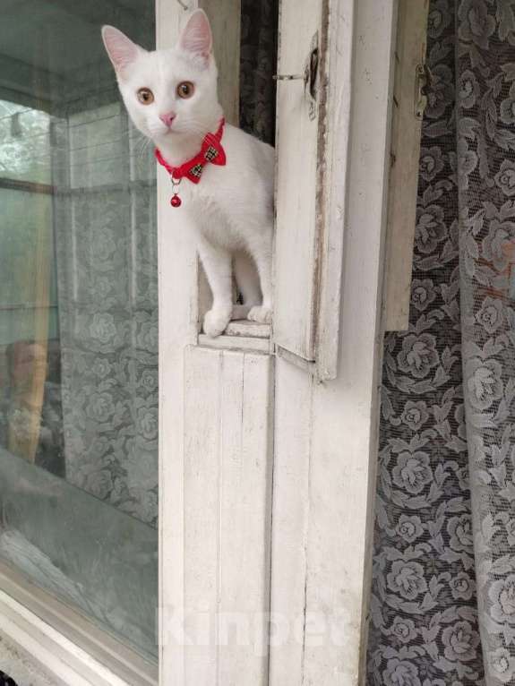 Кошки в Иваново: Пропал белый котик Мальчик, 1 000 руб. - фото 1