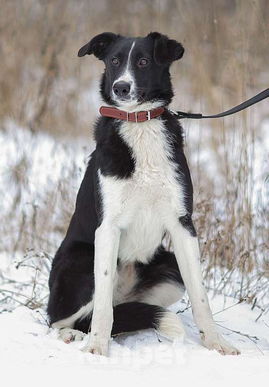 Собаки в Москве: Выросла уже. А своих нет Девочка, Бесплатно - фото 3