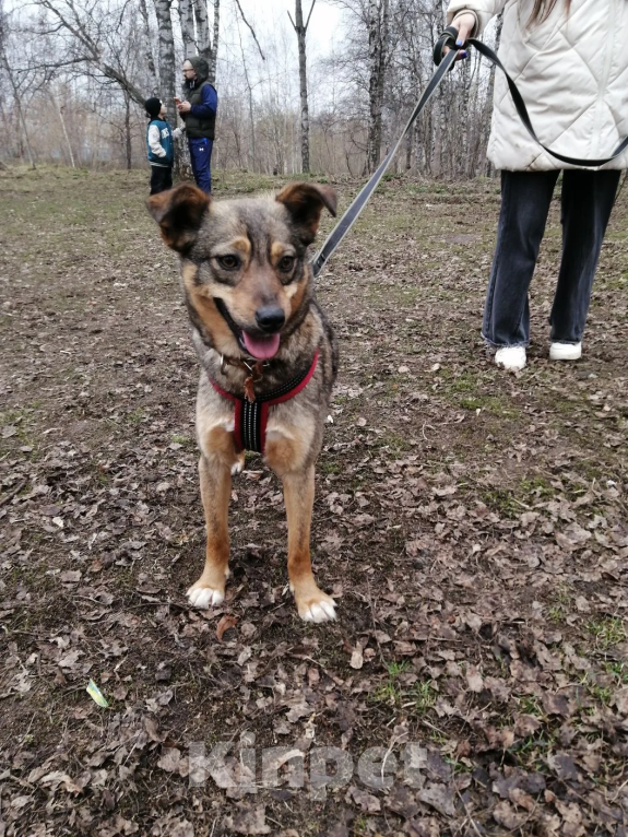 Собаки в Москве: Пеппи Длинныйчулок Девочка, 10 руб. - фото 4