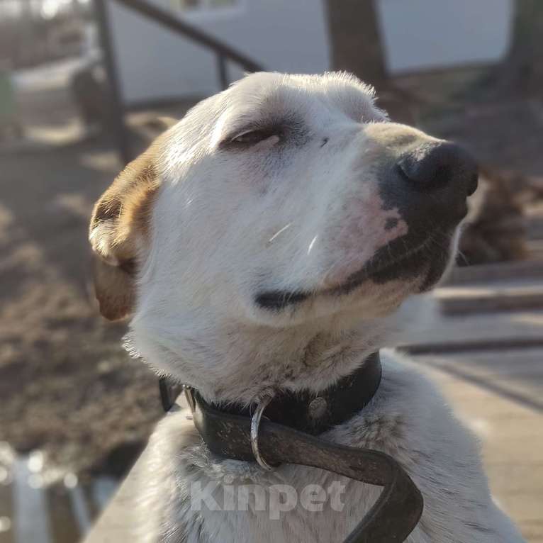 Собаки в Москве: Анабель Девочка, Бесплатно - фото 3