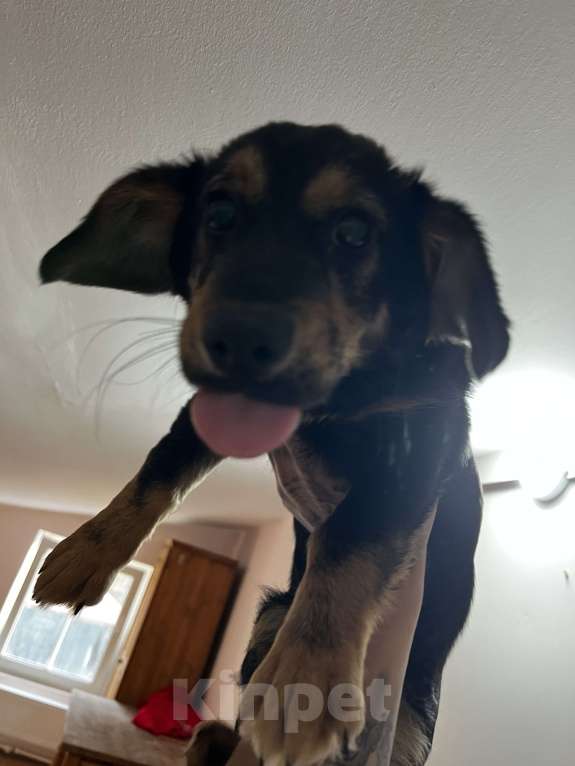 Собаки в других городах Калужской области: Не назвали Мальчик, Бесплатно - фото 2