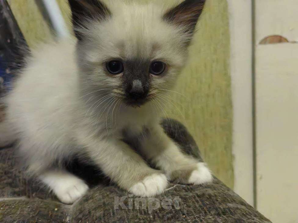 Кошки в Санкт-Петербурге: 5 очаровательных котят Мальчик, 15 000 руб. - фото 1