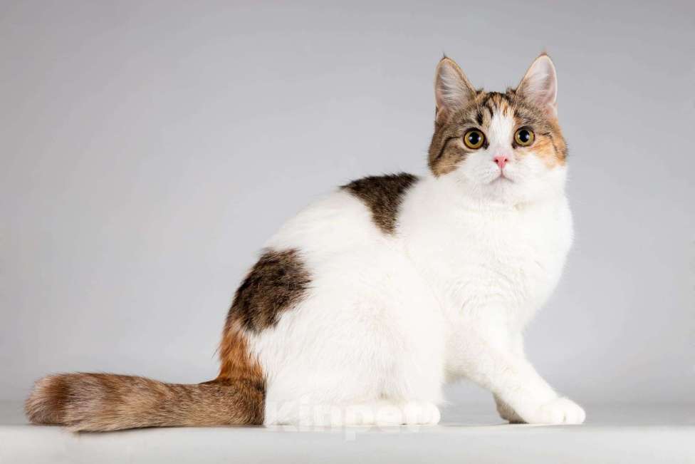 Кошки в Москве: Красавица Ника ищет семью. Девочка, Бесплатно - фото 5