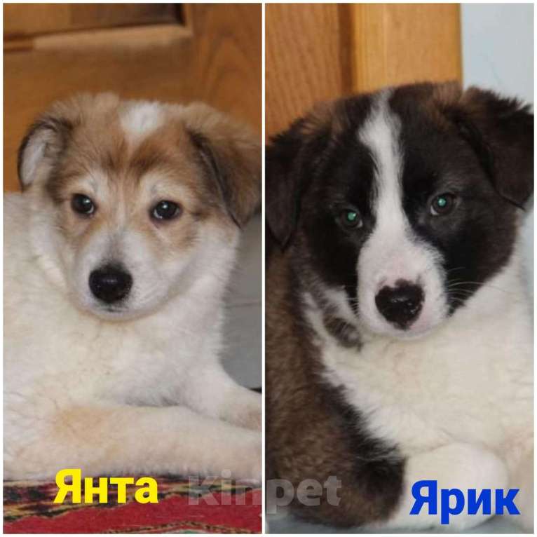 Собаки в Лосином-Петровском: якутята ппбж Девочка, Бесплатно - фото 1