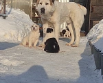 Собаки в Челябинске: Породные щенки Алабай среднеазиатской овчарки Мальчик, 29 000 руб. - фото 3