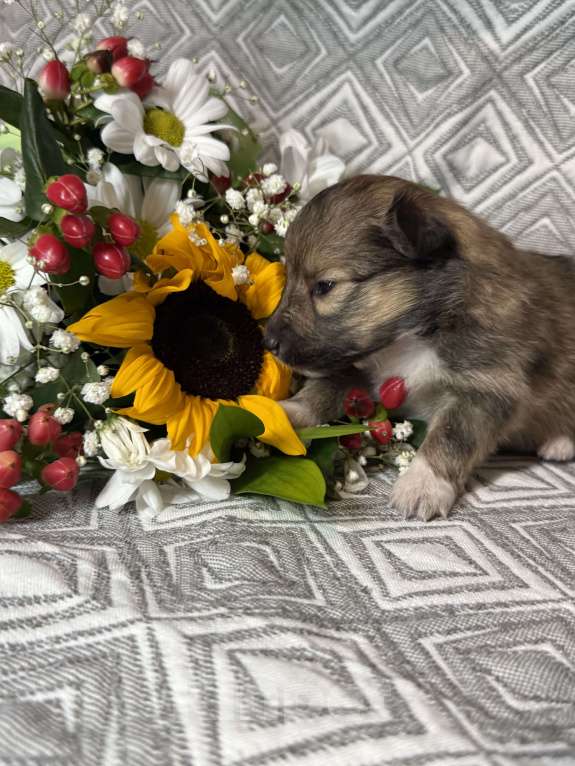 Собаки в Ярославле: Щенки Шелти Мальчик, 77 000 руб. - фото 8