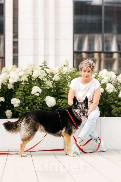 Собаки в Москве: Крис — собака с огромным сердцем и тихой надеждой. Мальчик, Бесплатно - фото 6