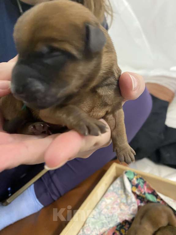 Собаки в Котельнике: Щенки терьера   Лисии и Антуана Мальчик, 80 000 руб. - фото 6