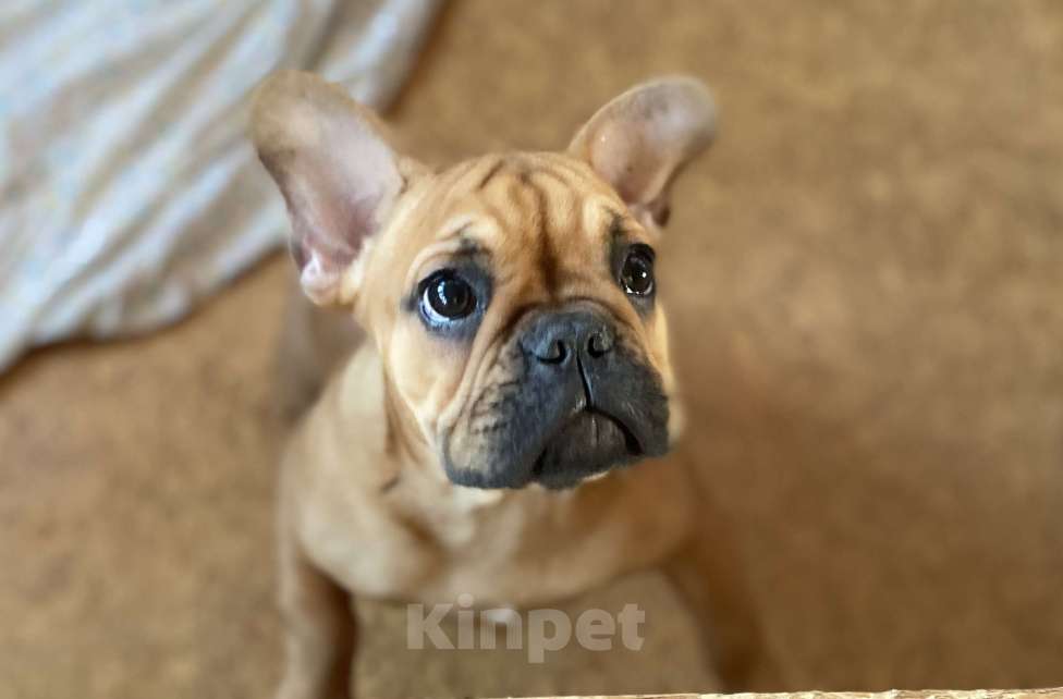 Собаки в Санкт-Петербурге: Великолепная девочка французик !  Девочка, 45 000 руб. - фото 4