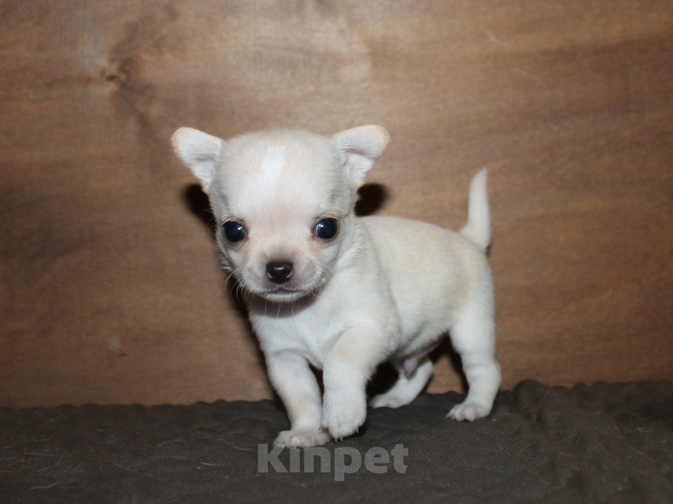 Собаки в Сургуте: Мальчик чихуахуа Мальчик, 60 000 руб. - фото 1