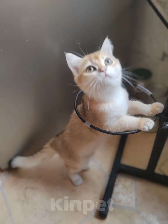 Кошки в Владивостоке: Шотландская золотая шиншилла Девочка, 40 000 руб. - фото 5