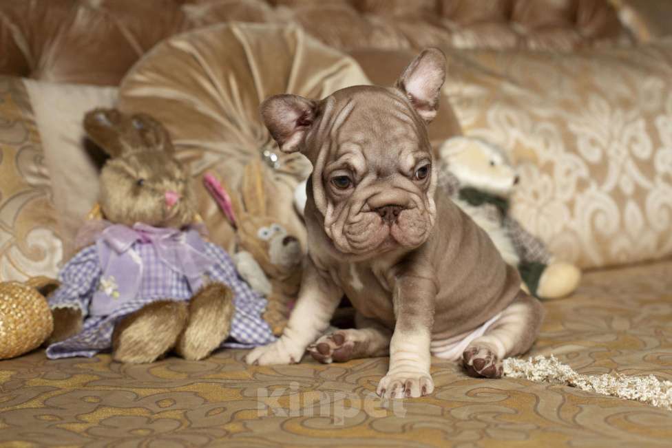 Собаки в Москве: Французский бульдог, щенок Девочка, 70 000 руб. - фото 10