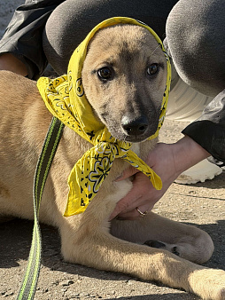 Герда в добрые руки