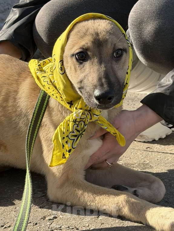 Собаки в Москве: Герда в добрые руки Девочка, Бесплатно - фото 1