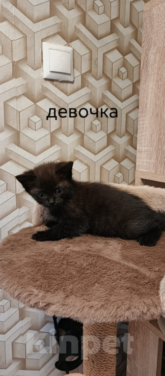 Кошки в других городах Московской области: Котята в добрые руки Разнополые, Бесплатно - фото 3