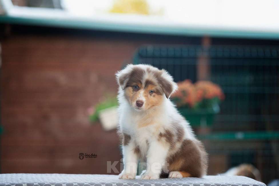 Собаки в Москве: австралийская овчарка аусси Девочка, 150 000 руб. - фото 5