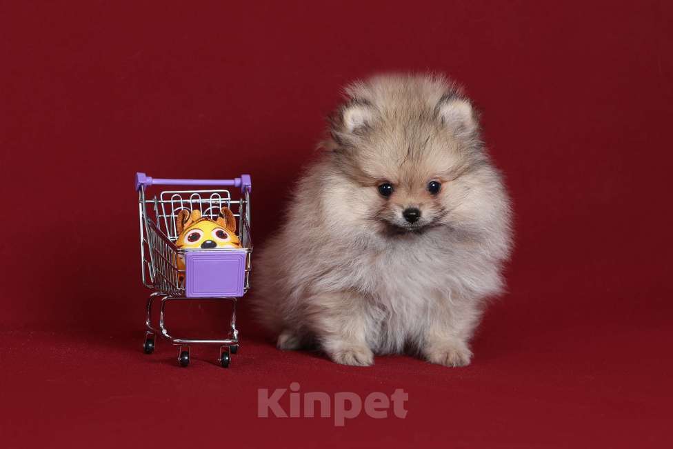 Собаки в Курске: Померанский шпиц щенок Мальчик, Бесплатно - фото 2